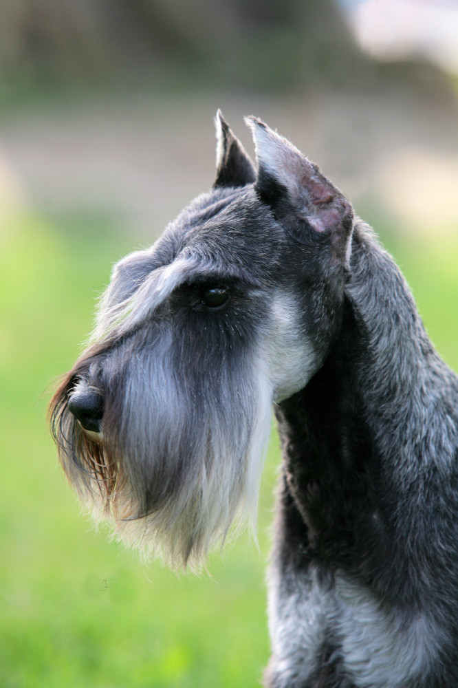 Schnauzer fej